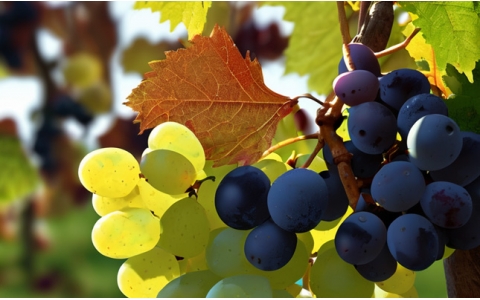 德國企業(yè)為何如此青睞中國商品貿(mào)易市場