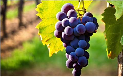 絲路酒莊葡萄酒品鑒會重慶紅酒培訓(xùn)學(xué)習(xí)